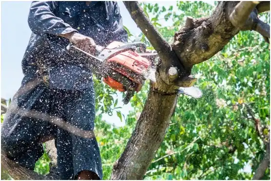 tree services Marietta